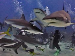 Shark dive near Nassau, Bahamas by William Sturgeon 
